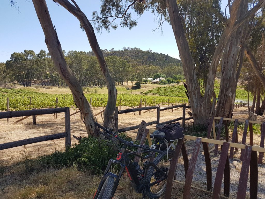 Lavender Cycling Trail (M2C) - Clare to Waterloo the vineyards of Skillogalee