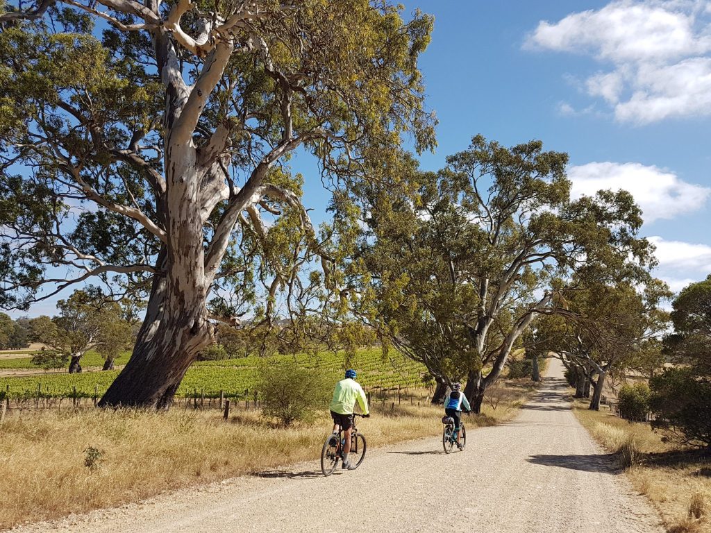 Lavender Cycling Trail (M2C) - Truro to Eden Valley - Vineyards on Keynes Hill Road