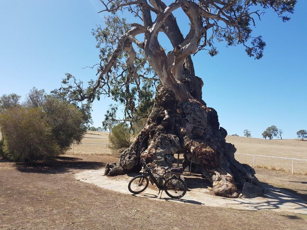 Lavender Cycling Trail (M2C) - Eden Valley to Mount Pleasant - Herbig Family Tree