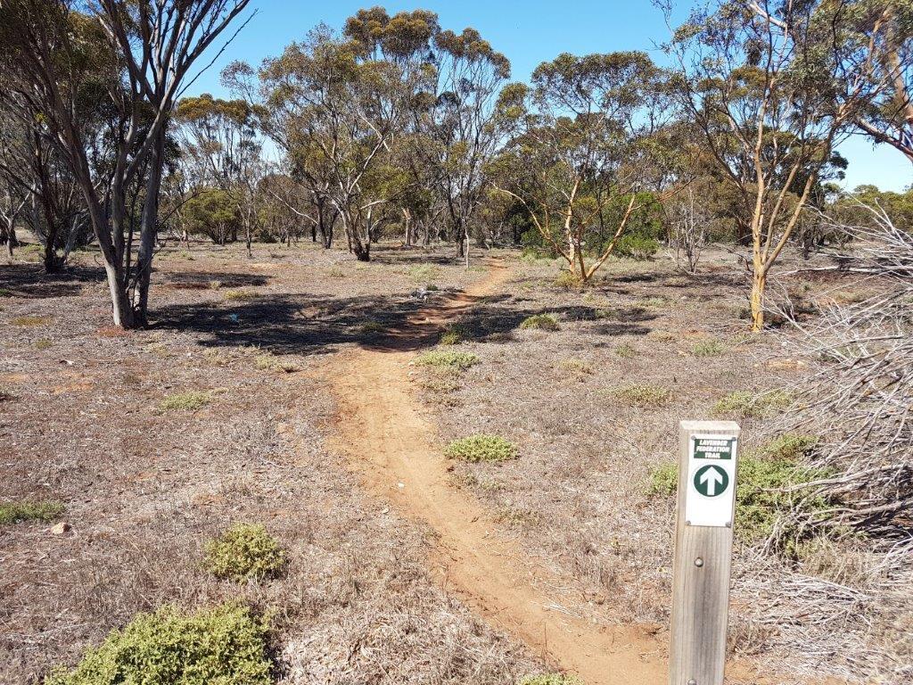 Lavender Cycling Trail (M2C) - Mount Pleasant to Murray Bridge - Monarto Woodlands near Highland Road