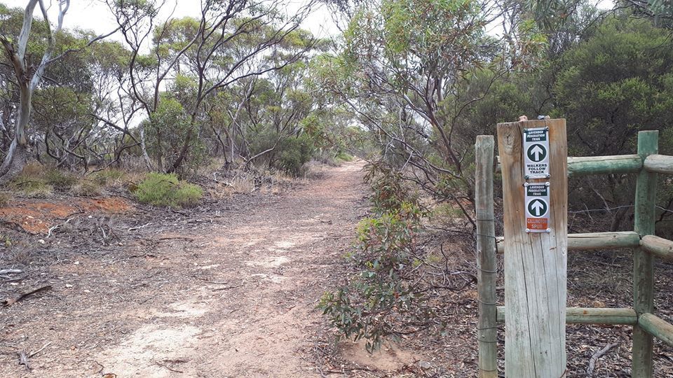 Lavender Cycling Trail (M2C) - Mount Pleasant to Murray Bridge - Photo by Kay Haarsma