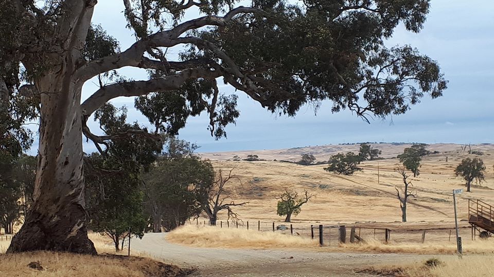 Lavender Cycling Trail (M2C) - Mount Pleasant to Murray Bridge - Photo by Kay Haarsma