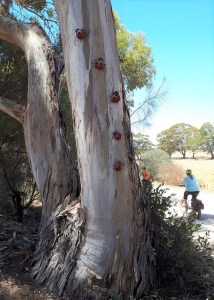 Lavender Cycling Trail (M2C) - Mount Pleasant to Murray Bridge -sculpture ladybirds – Photo by Kay Haarsma