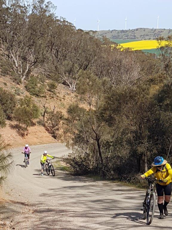 Lavender Cycling Trail (M2C) - Waterloo to Eudunda - Big Hills - West climb up Quinns Gap